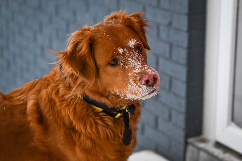 Hund mit weißer Nase